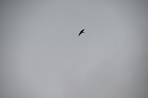 Aerodramus leucophaeus observed 2026-08-17