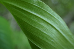 Polygonatum latifolium