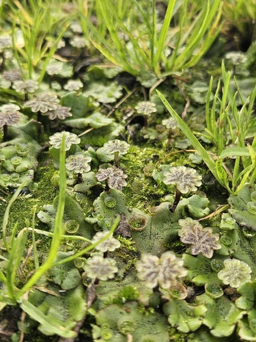 Common Liverwort