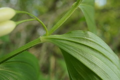 Polygonatum latifolium