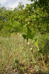 Polygonatum latifolium