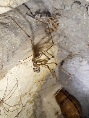 Short-bodied Cellar Spider