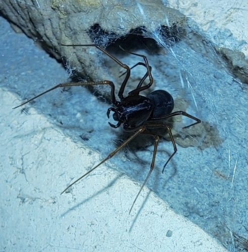 Brown Spitting Spider