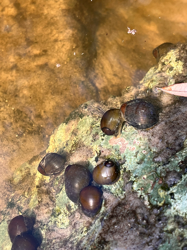 Neritina reclivata observed 2026-08-25