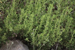 Hazardia squarrosa grindelioides