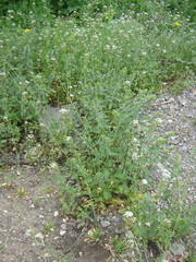 Capsella bursa-pastoris