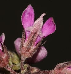 Indigofera filiformis