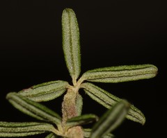 Indigofera filiformis