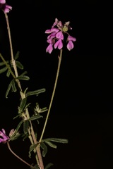 Indigofera filiformis