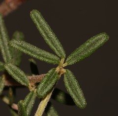Indigofera filiformis