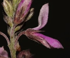 Indigofera filiformis