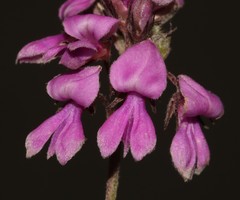 Indigofera filiformis