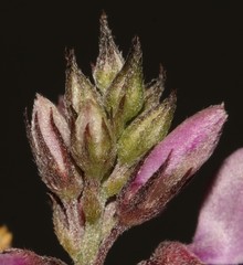 Indigofera filiformis