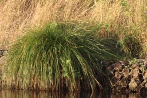 Greater Tussock-sedge