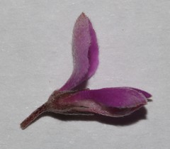 Indigofera filiformis
