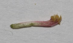 Indigofera filiformis