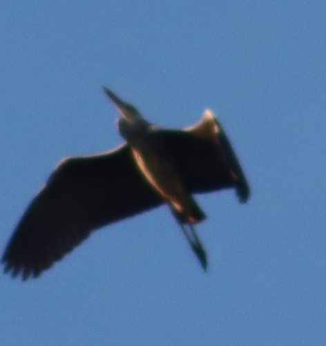 Grey Heron