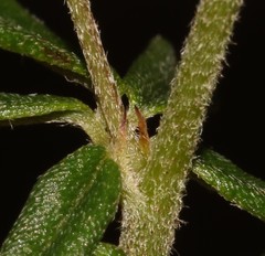 Indigofera filiformis