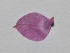 Indigofera filiformis