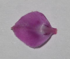 Indigofera filiformis