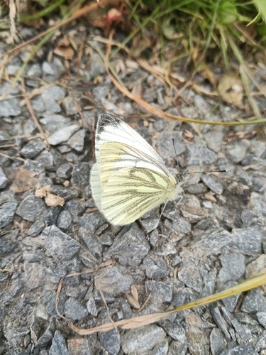 Green-veined White