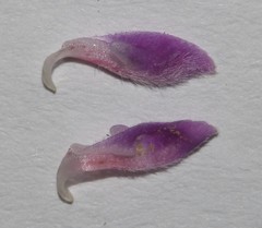 Indigofera filiformis