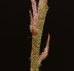 Indigofera filiformis