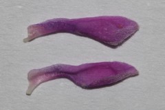 Indigofera filiformis