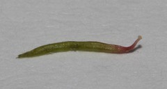 Indigofera filiformis