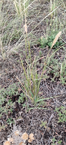 Melica transsilvanica, photograph 4
