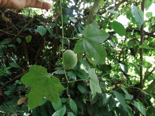 Passiflora adenopoda, photograph 6