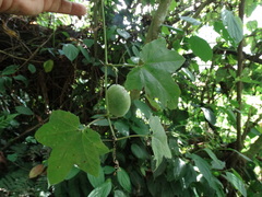 Passiflora adenopoda, photograph (c) John Ocampo, some rights reserved (CC BY)