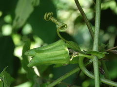 Passiflora adenopoda, photograph (c) John Ocampo, some rights reserved (CC BY)