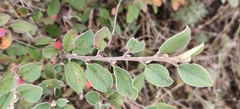 Cotoneaster integerrimus, photograph (c) Ondřej Křivan, some rights reserved (CC BY)