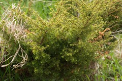 Juniperus communis depressa