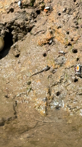 Barred Mudskipper