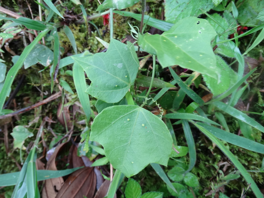 Passiflora auriculata; photograph (c) John Ocampo, some rights reserved (CC BY)