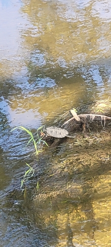 Northern Map Turtle