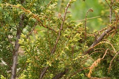 Juniperus communis depressa