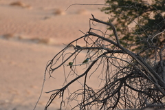 Merops cyanophrys