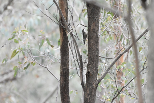 White-throated Treecreeper