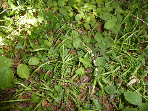 Melica uniflora, photograph 3
