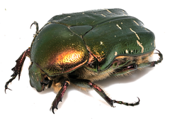 Cetonia aurata