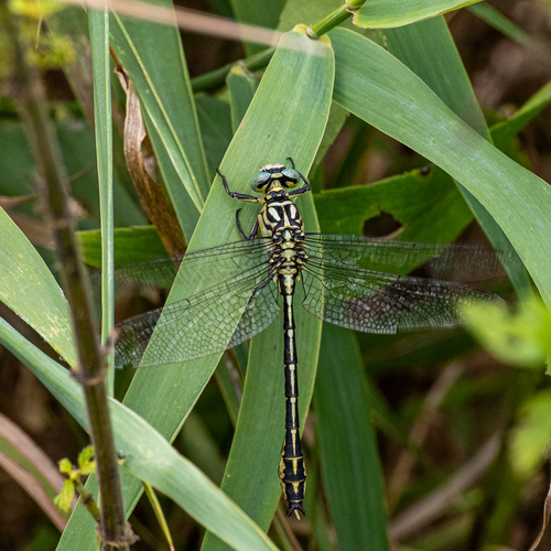 River Clubtail