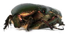 Cetonia aurata