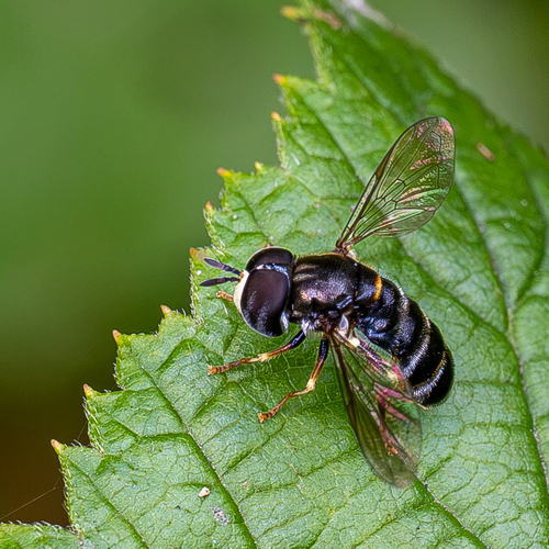 Paragus pecchiolii