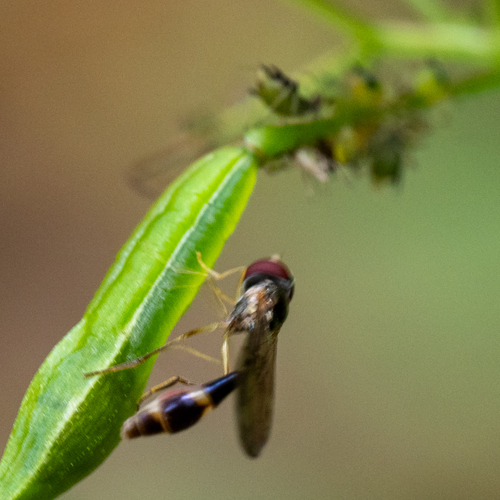 Common Dainty