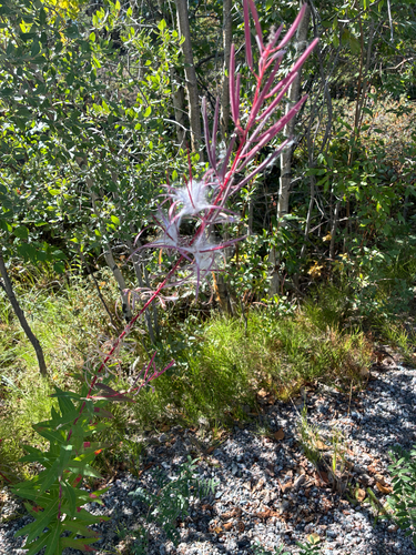 fireweed