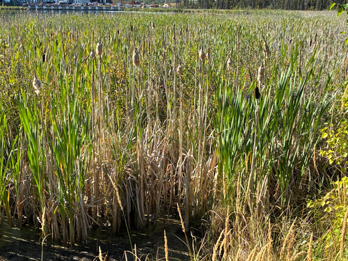 broadleaf cattail