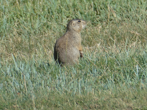 Gunnison's Prairie Dog observed by charliesaunders